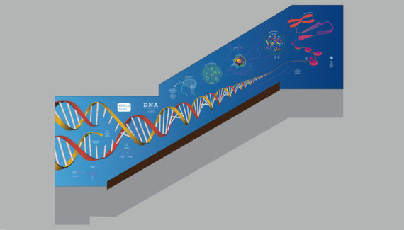 school wall graphics for science stairwells showing a dramatic 3d rendered illustration of dna on a school stairwell wall - Toop Studio